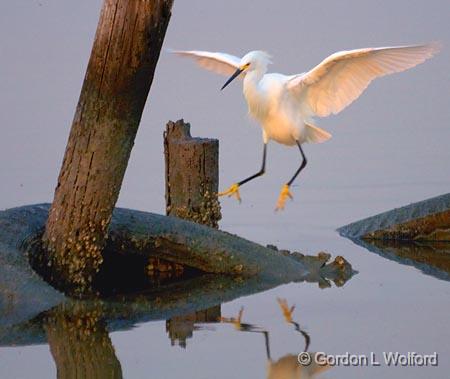 The Egret Is Landing_27858.jpg - Snowy Egret landing on an old tire breakwater. Photographed near Port Lavaca, Texas, USA.